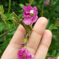 Epilobium hirsutum