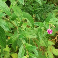 Epilobium hirsutum