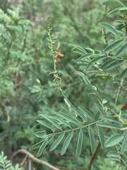 Indigofera sphaerocarpa