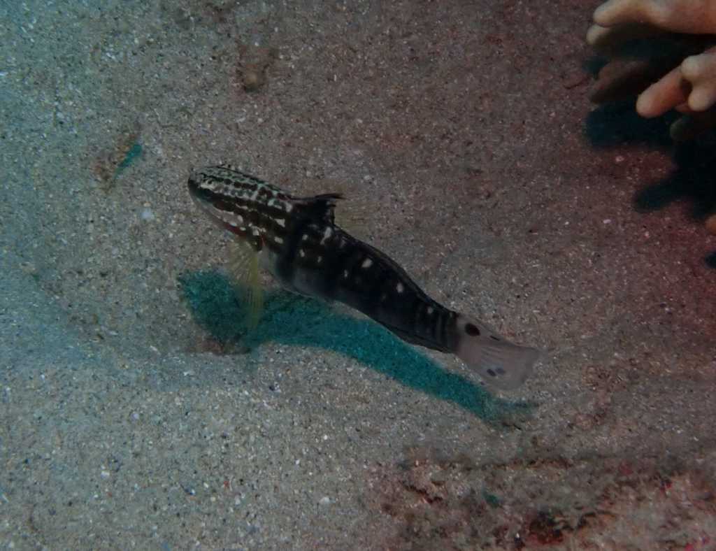 Banded Goby