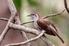 Cacomantis sonneratii