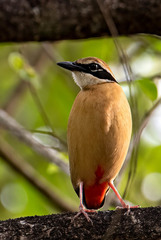 Pitta brachyura