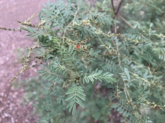Indigofera sphaerocarpa