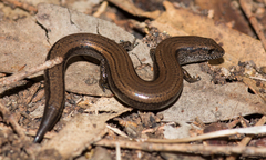 Hemiergis decresiensis