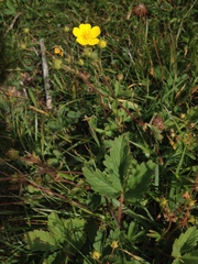 Potentilla grandiflora