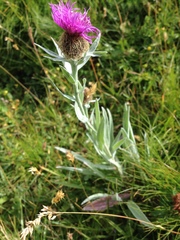 Centaurea uniflora