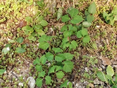 Toxicodendron orientale