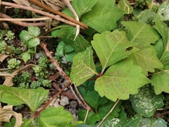 Toxicodendron orientale