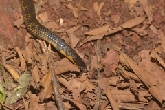 Uropeltis macrolepis