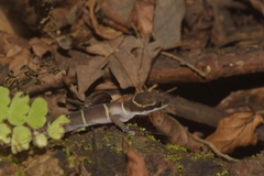 Cyrtodactylus deccanensis