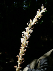 Hetaeria occidentalis