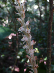 Hetaeria occidentalis