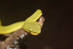 Craspedocephalus gramineus