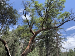 Arbutus arizonica