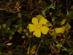 Cistus lasianthus alyssoides