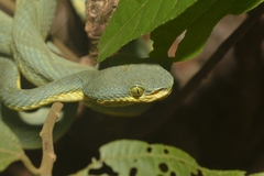 Craspedocephalus gramineus