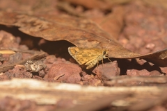 Taractrocera ceramas