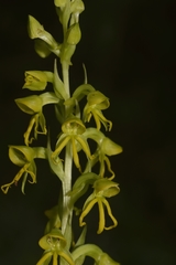 Habenaria marginata