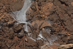 Selenocosmiinae