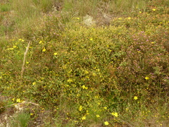 Cistus lasianthus alyssoides