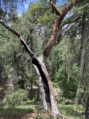 Arbutus arizonica