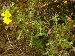 Cistus lasianthus alyssoides