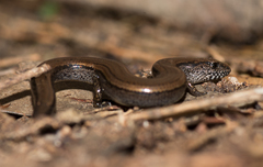 Hemiergis decresiensis