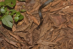 Uropeltis macrolepis