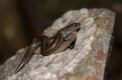 Hemiergis decresiensis