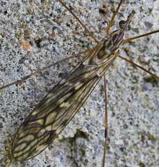 Tipula coerulescens