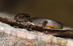 Hemiergis decresiensis