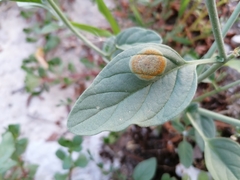 Uromyces heliotropii