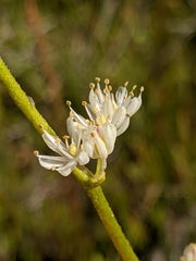 Triantha occidentalis