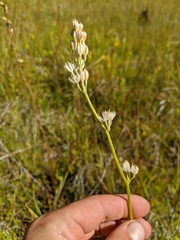 Triantha occidentalis