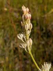 Triantha occidentalis