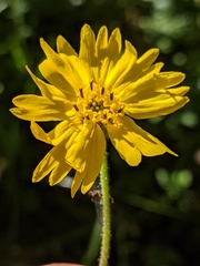 Kyhosia bolanderi