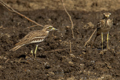 Burhinus indicus