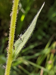 Kyhosia bolanderi