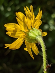 Kyhosia bolanderi