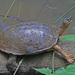 Black River Turtle - Photo (c) Jerry Oldenettel, some rights reserved (CC BY-NC-SA)