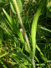Kyhosia bolanderi