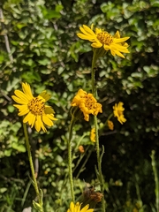 Kyhosia bolanderi