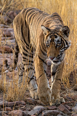 Panthera tigris tigris