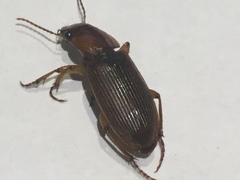 Harpalus erraticus