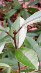 Photinia
