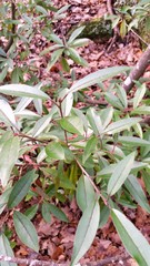 Photinia