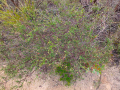 Dillwynia uncinata