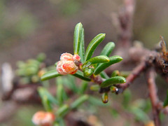 Dillwynia uncinata