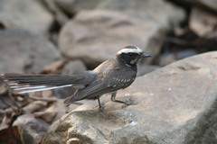 Rhipidura albogularis