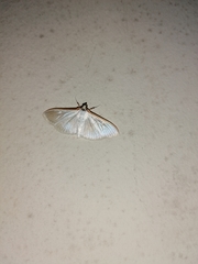 Palpita vitrealis